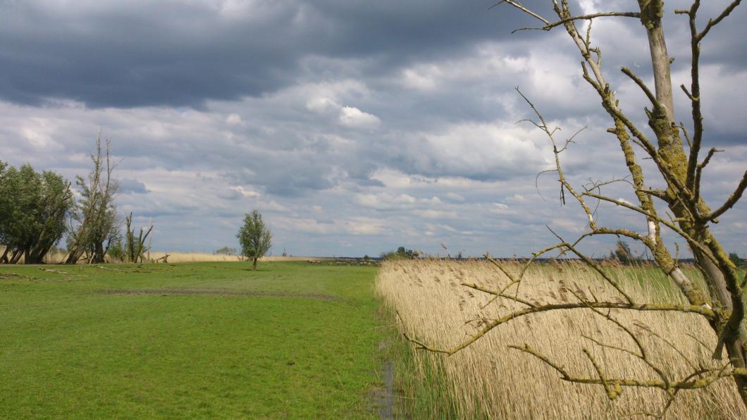 Oostvaardersplassen mei 2014.jpg